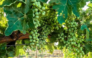 Grapes growing on vines at our Sonoita vineyard