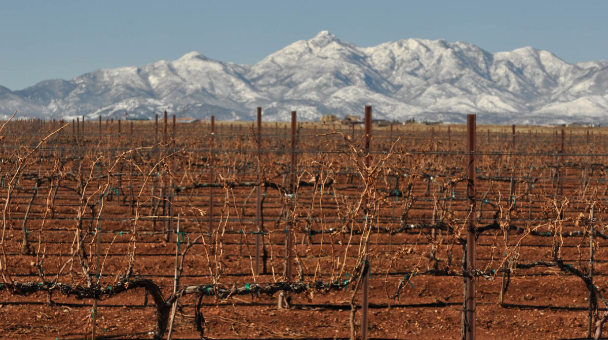 vineyards to be pruned with mountain backdrop
