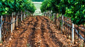 Rows at our vineyard