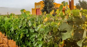 Many vines growing in front of our winery building