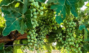 Grapes growing on the vine at our vineyard and winery