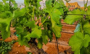 Vines growing at our Sonoita vineyard