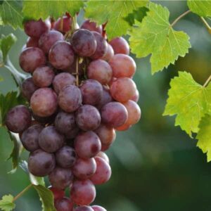 Table grapes on the vine