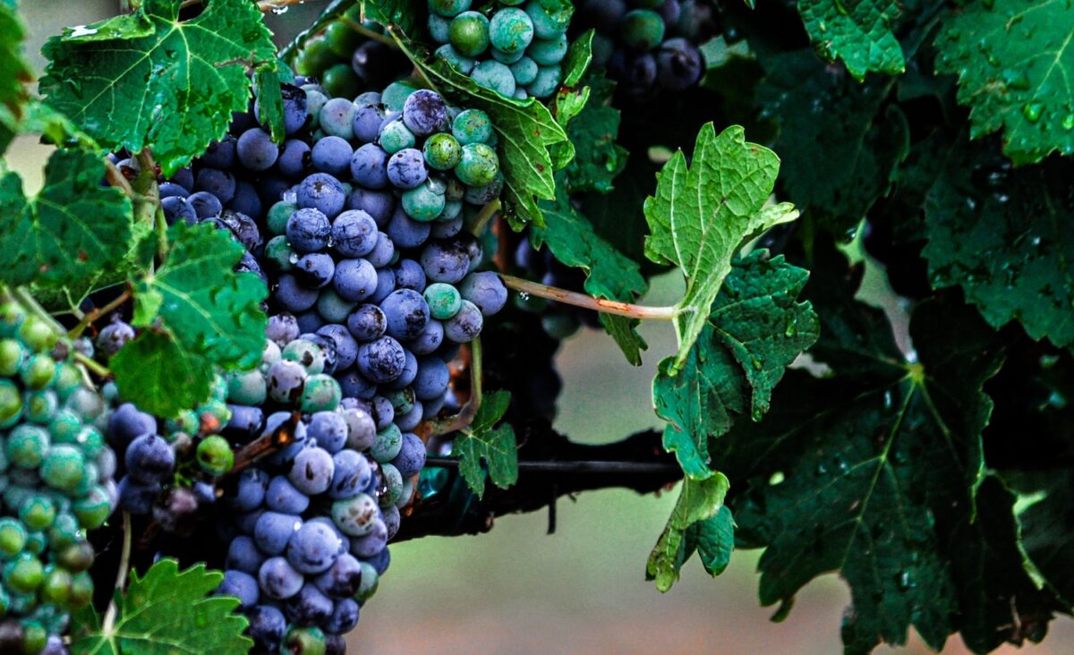 compañera de clases réplica Escuela de posgrado Wine Grapes vs Table Grapes | Wine Grapes | Wines
