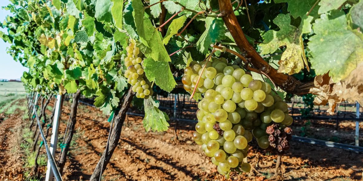 Vines at our Sonoita vineyard, representing terroir